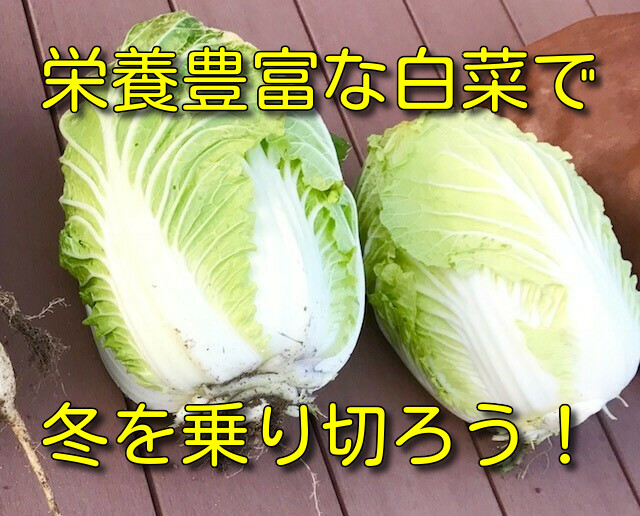 時短レシピ 一人暮らしにおススメ 簡単白菜レシピ 時短レシピ 一人暮らしにおススメ 簡単白菜レシピ
