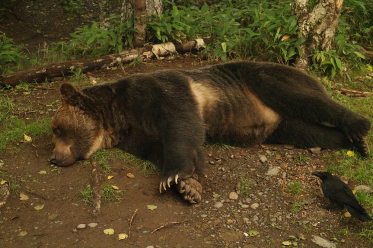 運が良ければこんな感じで寝転んでいる熊を見ることができます