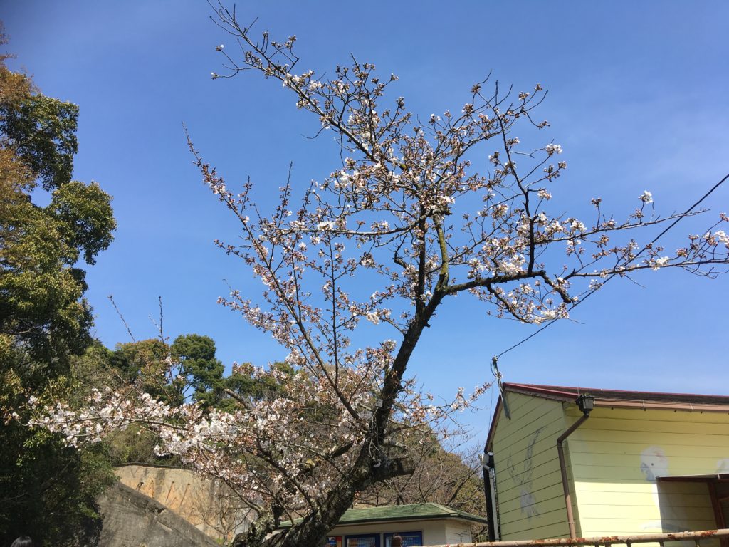 園内は桜も咲いてきて良い雰囲気