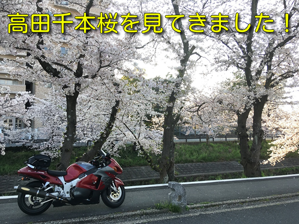【大阪発日帰りソロツー】高田千本桜を見てきました！